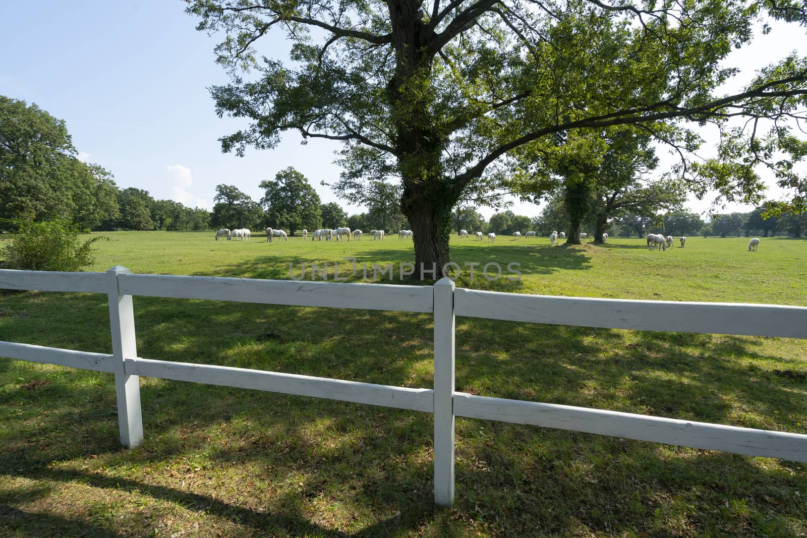 Lipizzaner horses grazing on a meadow