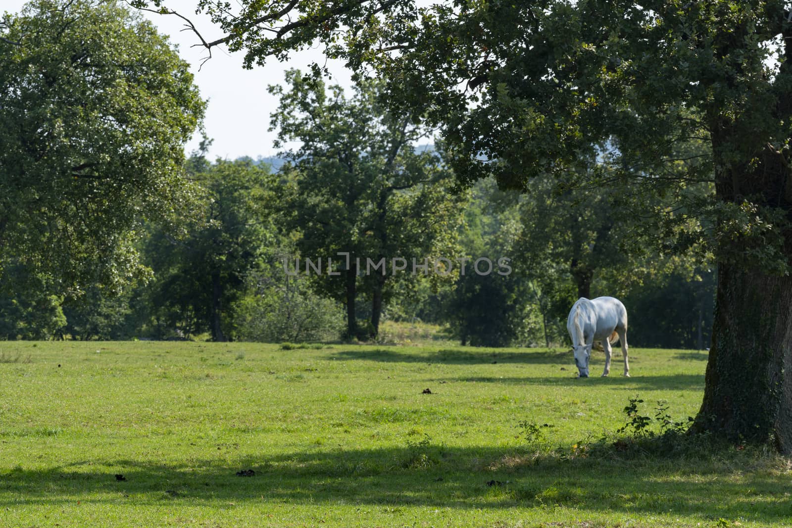 Lipizzaner horses by sergiodv