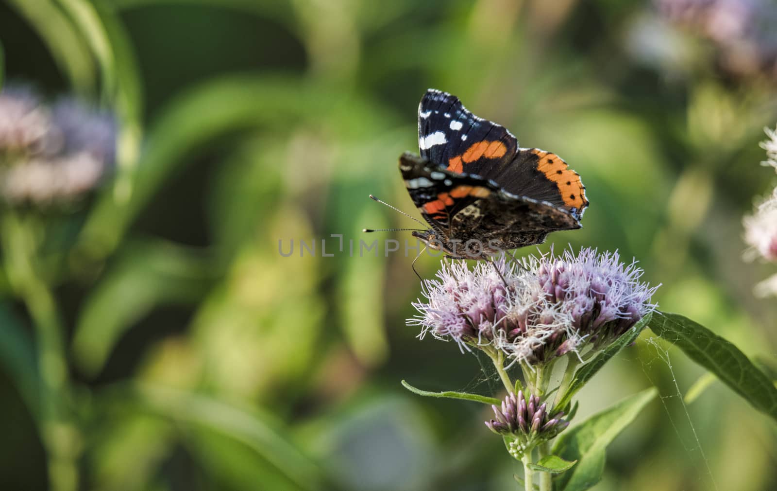 atalanta butterfly insect in a garden full of flowers in Holland in august
