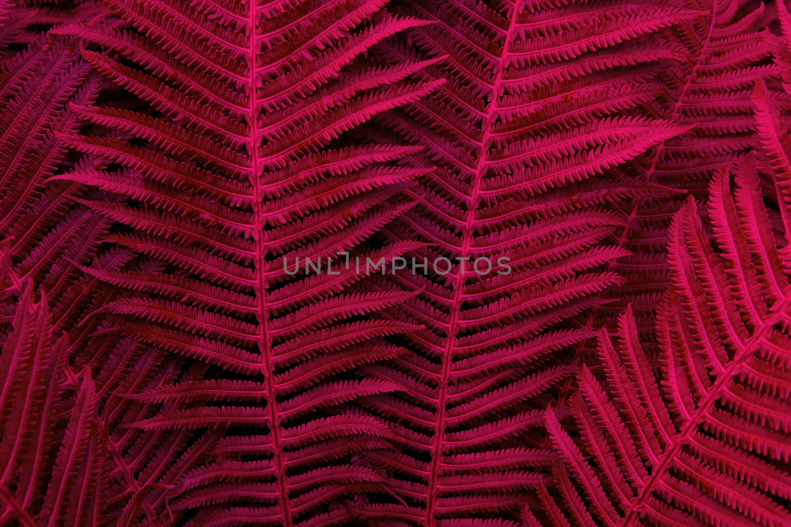 Floral background. Glowing fern in red and purple neon trendy colors. For lifestyle blog, social media. Horizontal. Dark mood style.