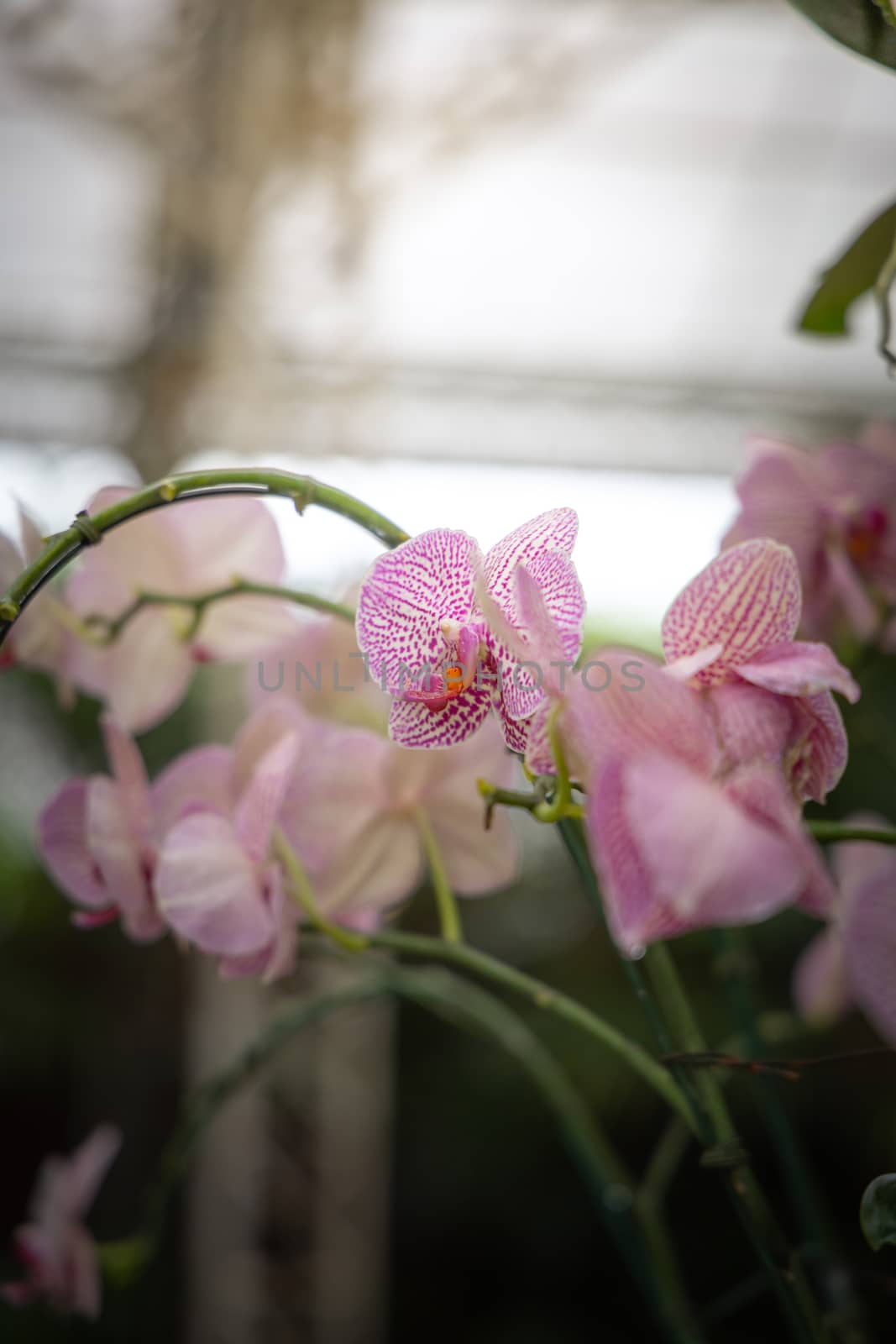 Beautiful blooming orchids in forest by teerawit