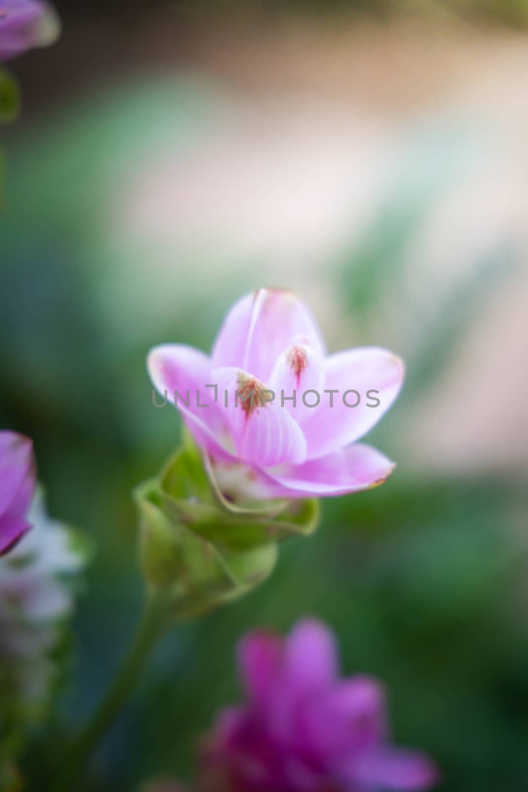 The background image of the colorful flowers by teerawit