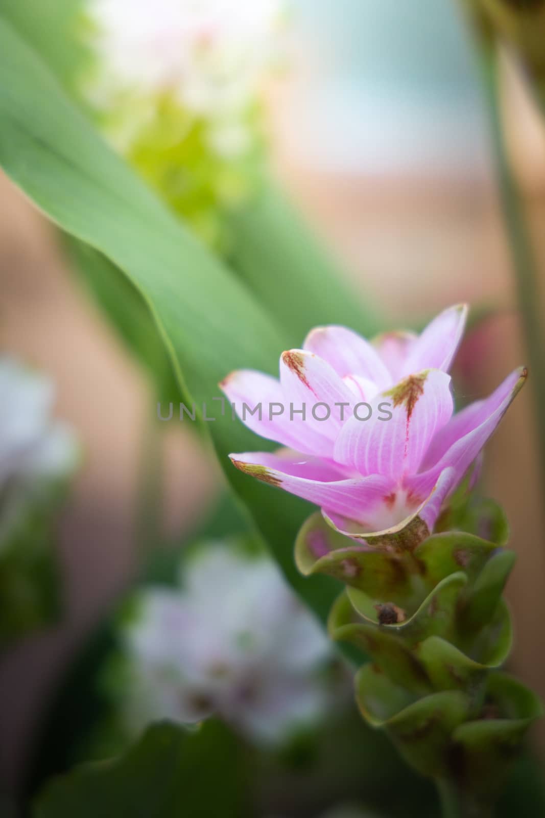 The background image of the colorful flowers by teerawit