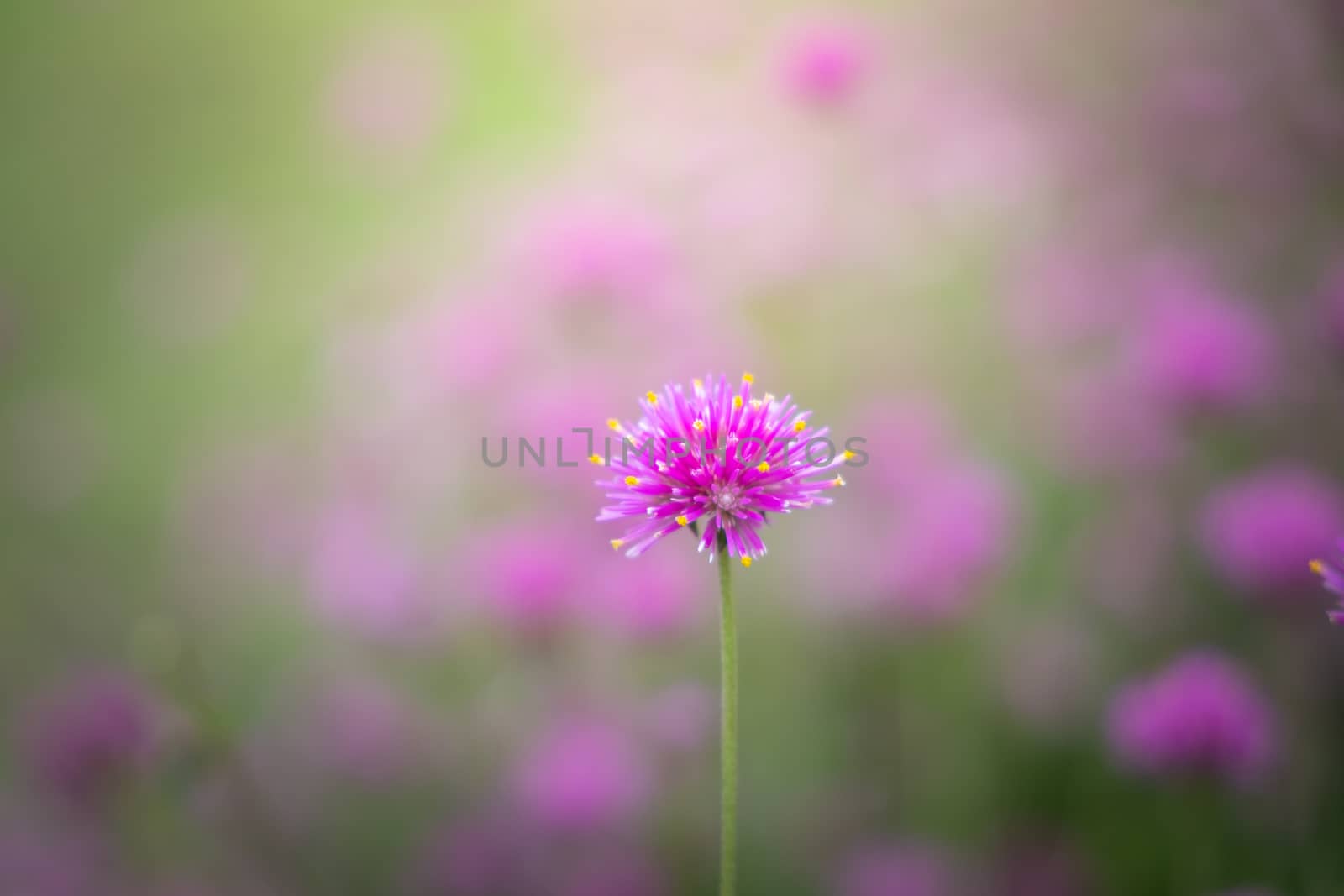 The background image of the colorful flowers, background nature