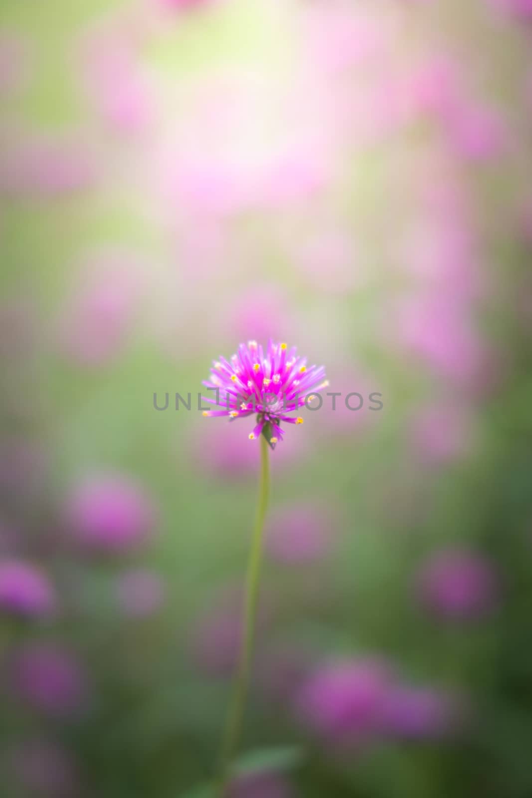 The background image of the colorful flowers by teerawit