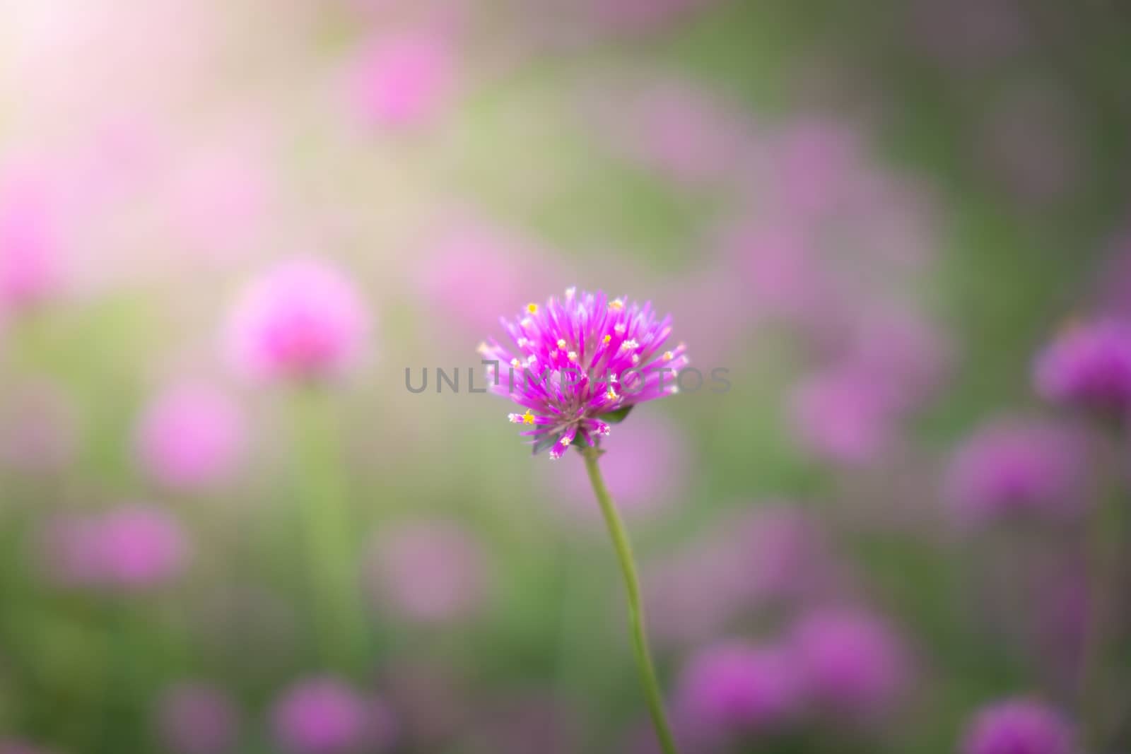 The background image of the colorful flowers, background nature