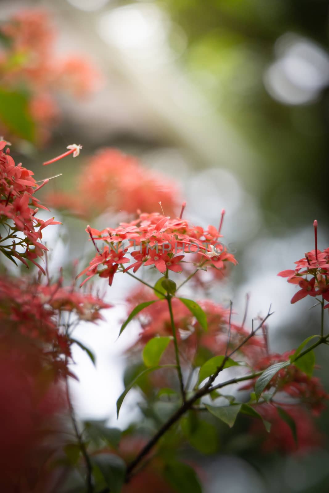 The background image of the colorful flowers by teerawit