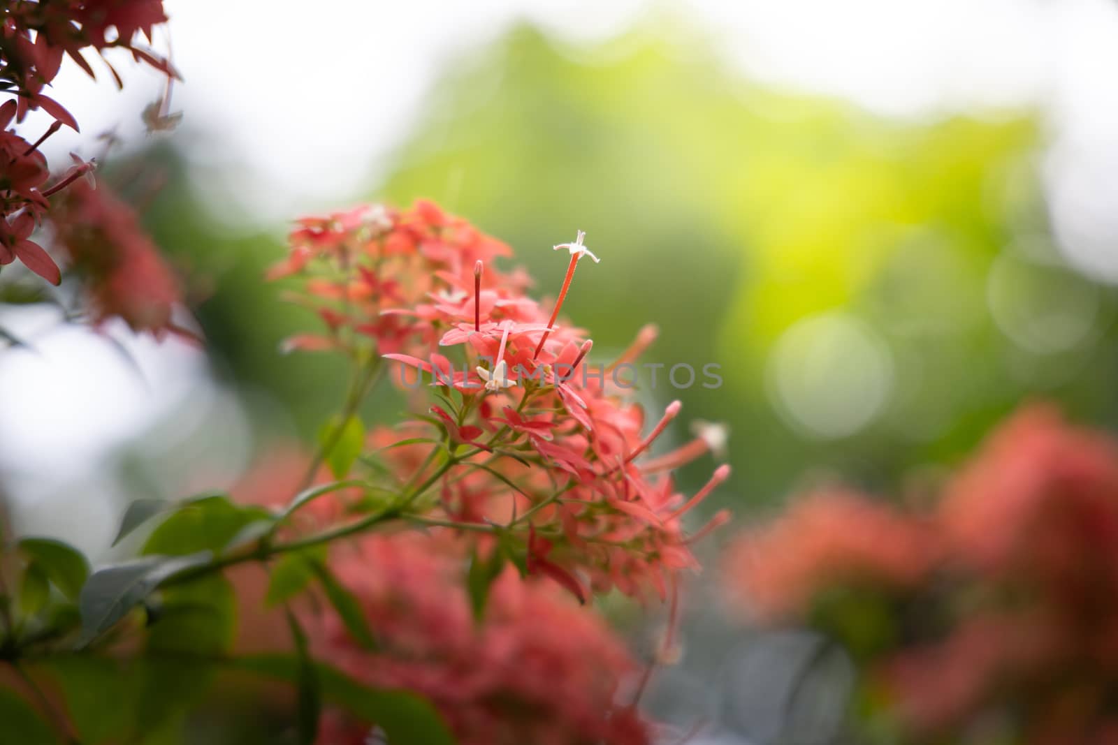The background image of the colorful flowers, background nature