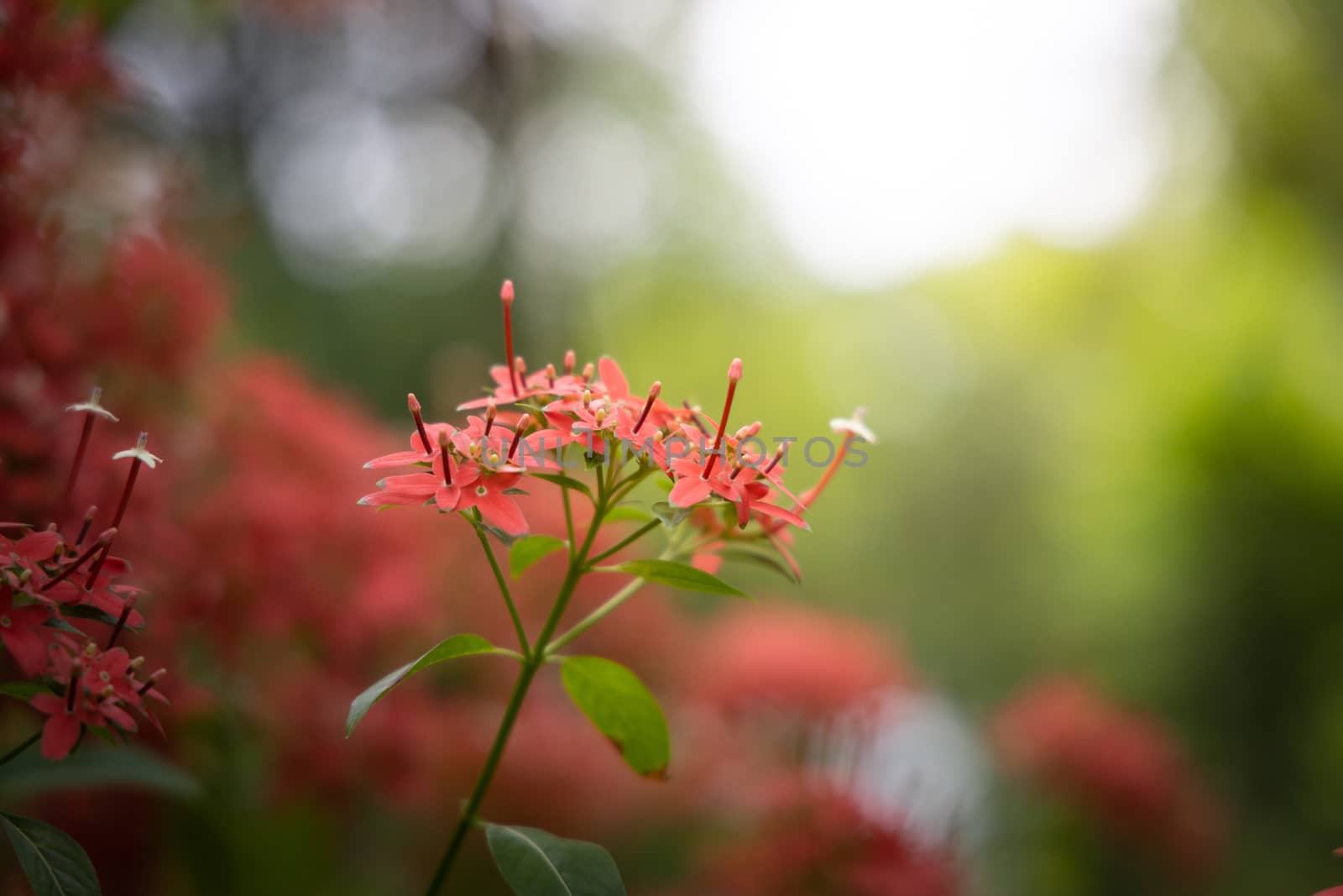 The background image of the colorful flowers, background nature