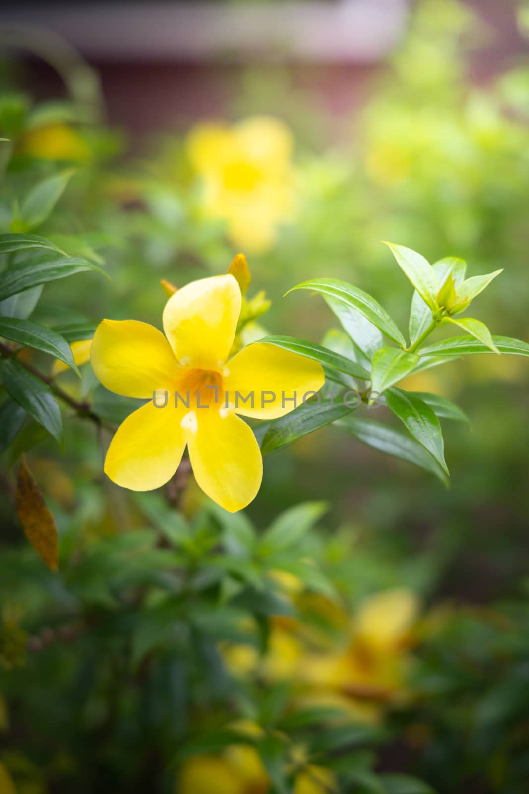 The background image of the colorful flowers by teerawit