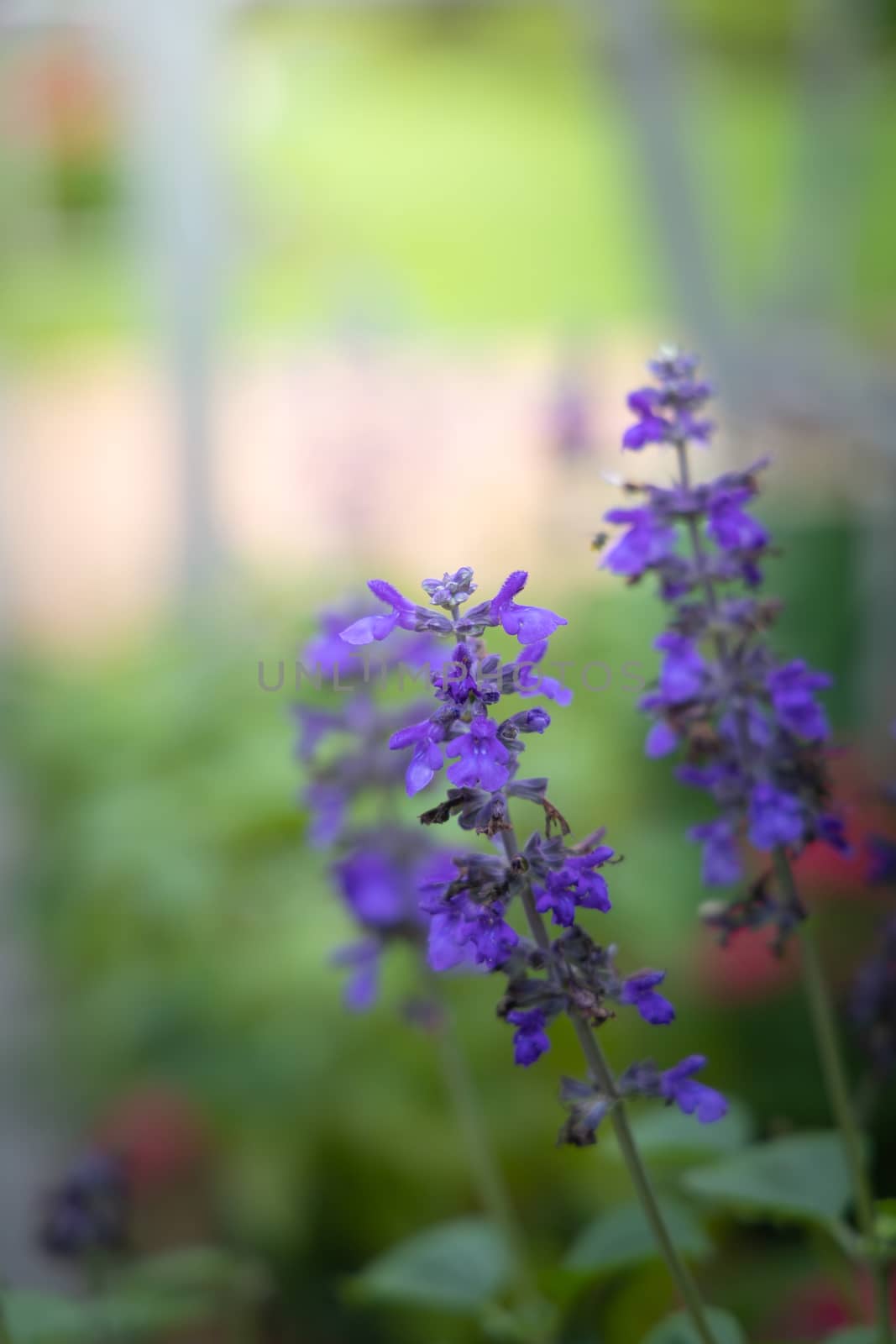 The background image of the colorful flowers, background nature