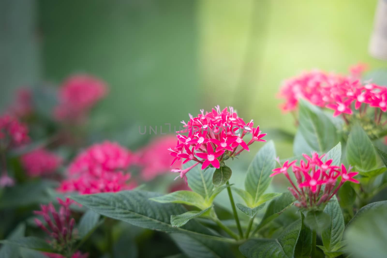 The background image of the colorful flowers by teerawit