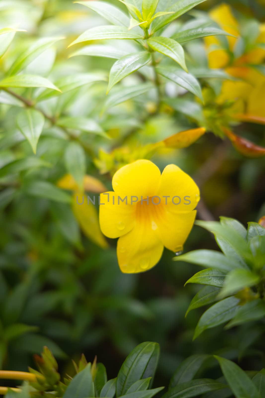 The background image of the colorful flowers by teerawit