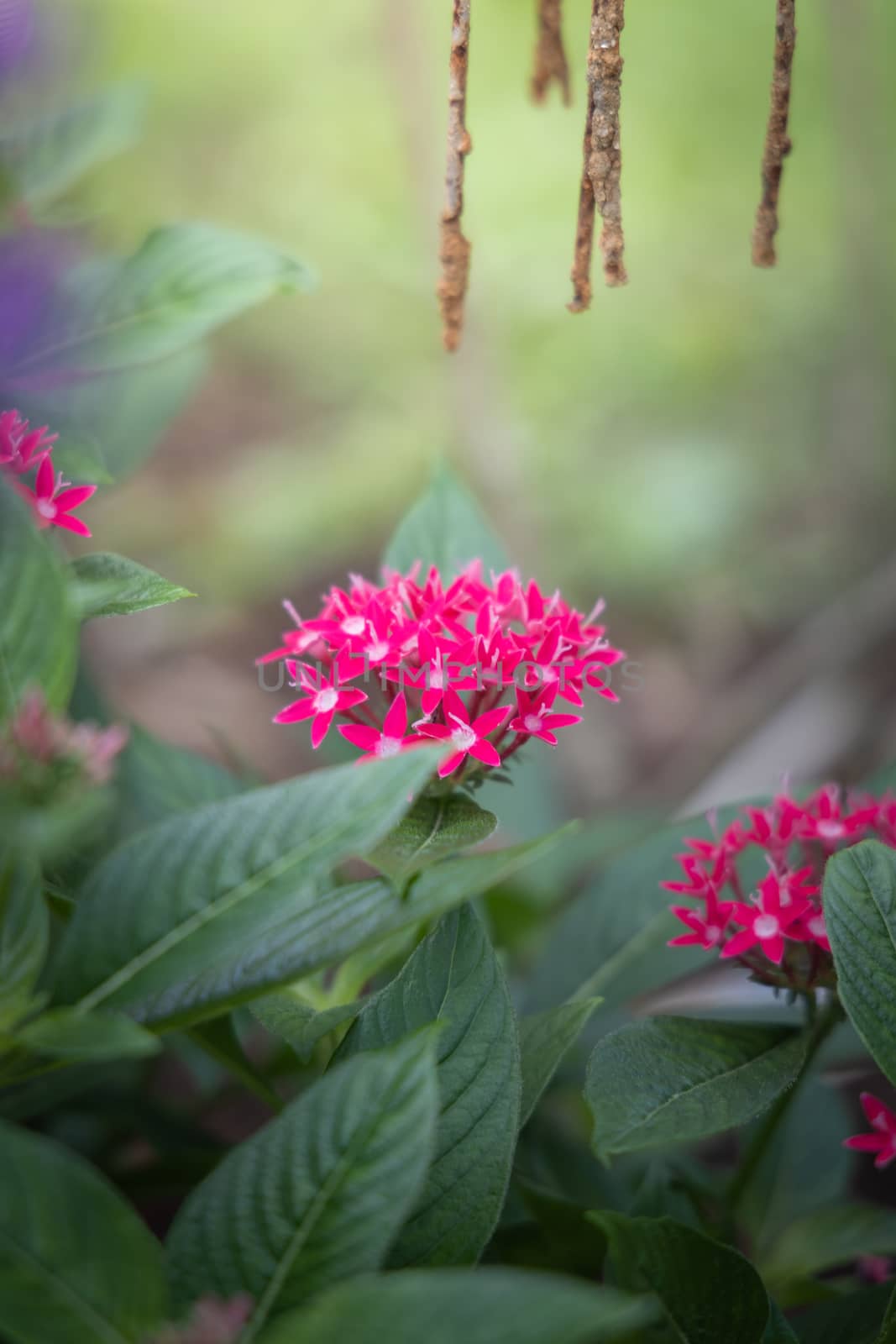 The background image of the colorful flowers by teerawit