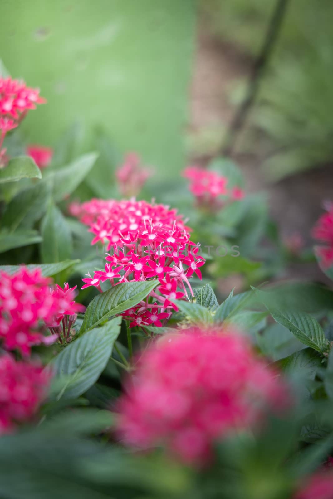 The background image of the colorful flowers by teerawit