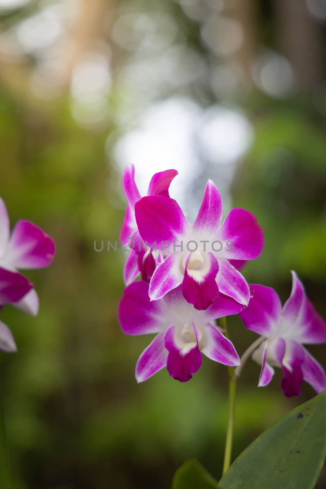 Beautiful blooming orchids in forest, On the bright sunshine