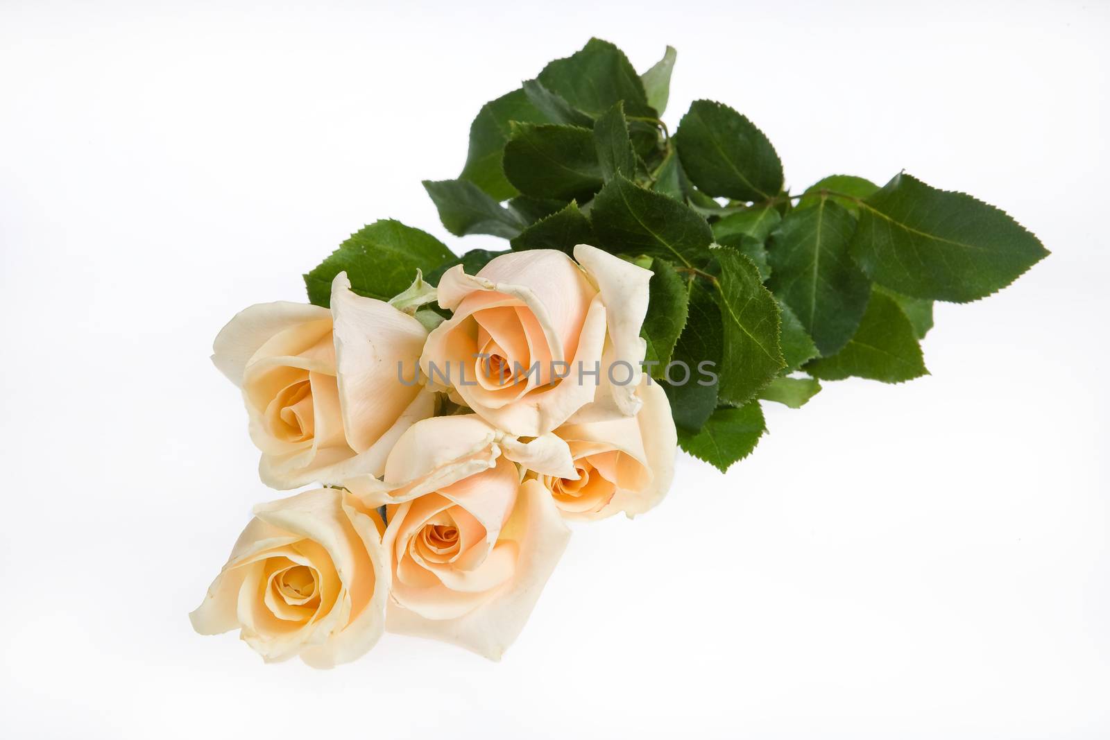 Still life with flowers on a studio background