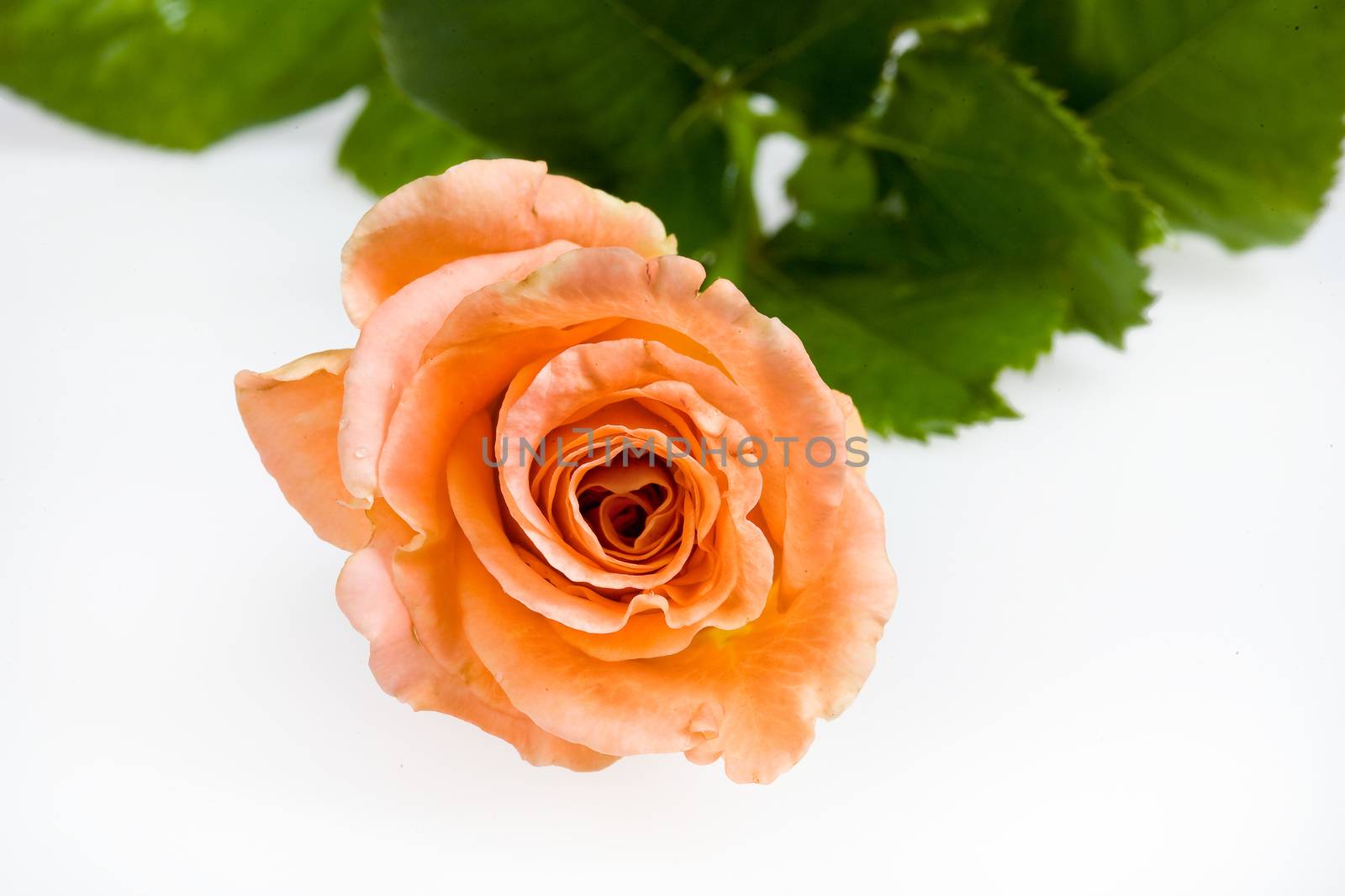 Still life with flowers on a studio background