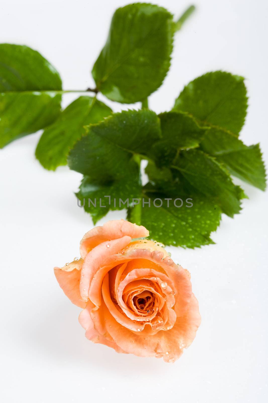 Still life with flowers on a studio background