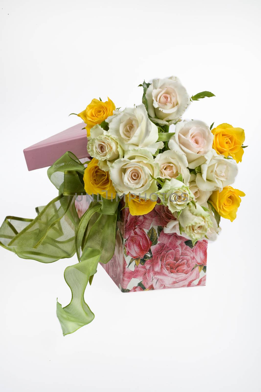 Roses in a gift box on an isolated studio background