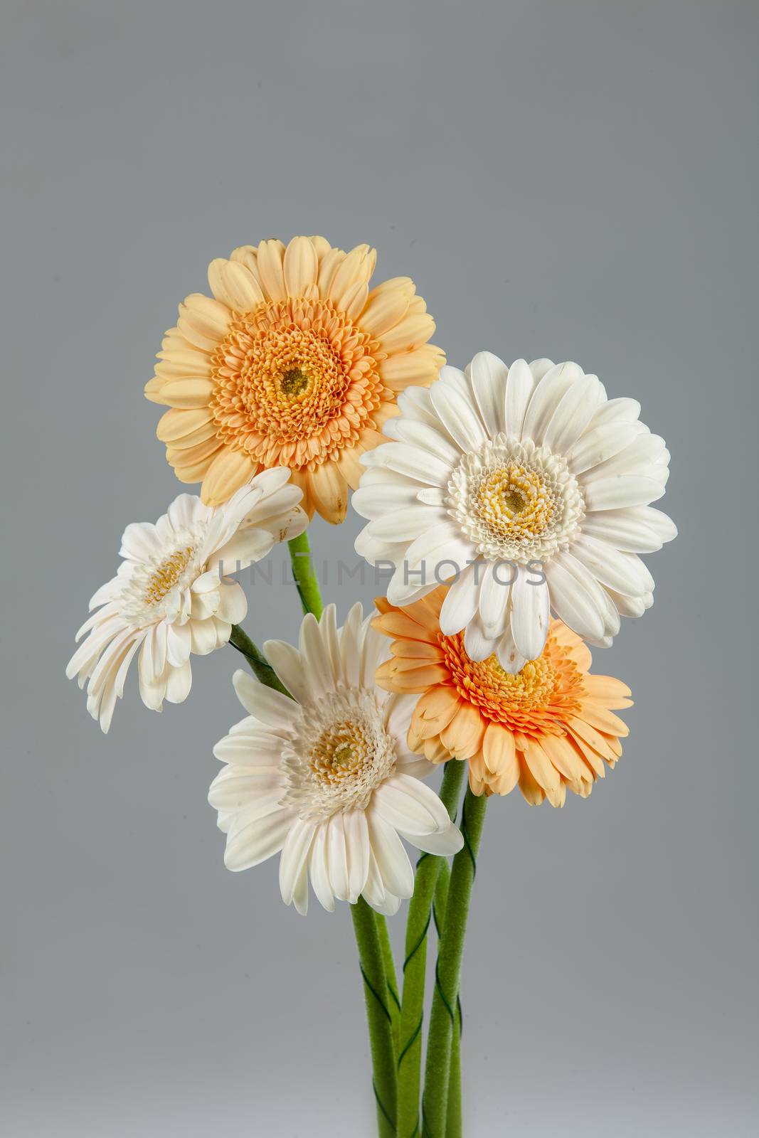 Bouquet with flowers on a studio background