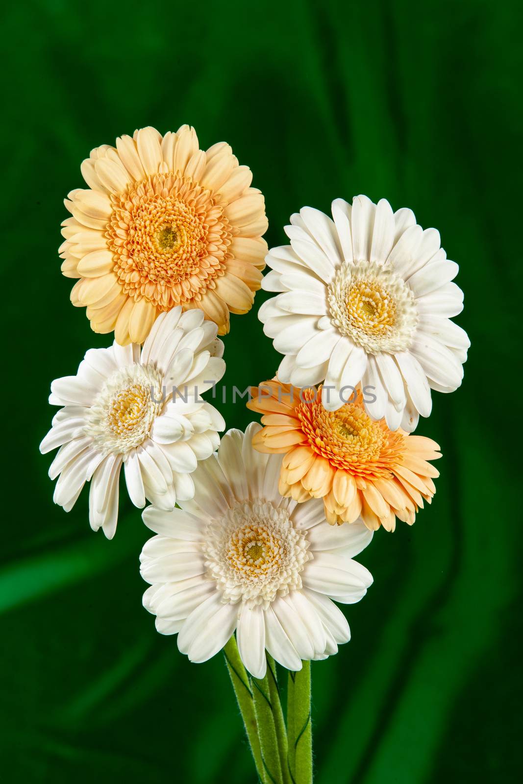Bouquet with flowers on a studio background