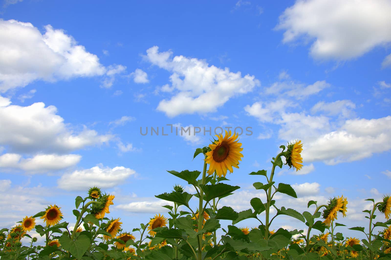 Ripe sunflower flowers under a blue cloudy sky.