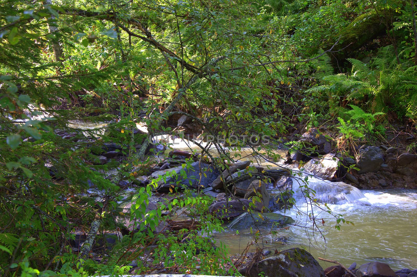 A look through the foliage of a stormy stream of a mountain river. Altai, Siberia, Russia.