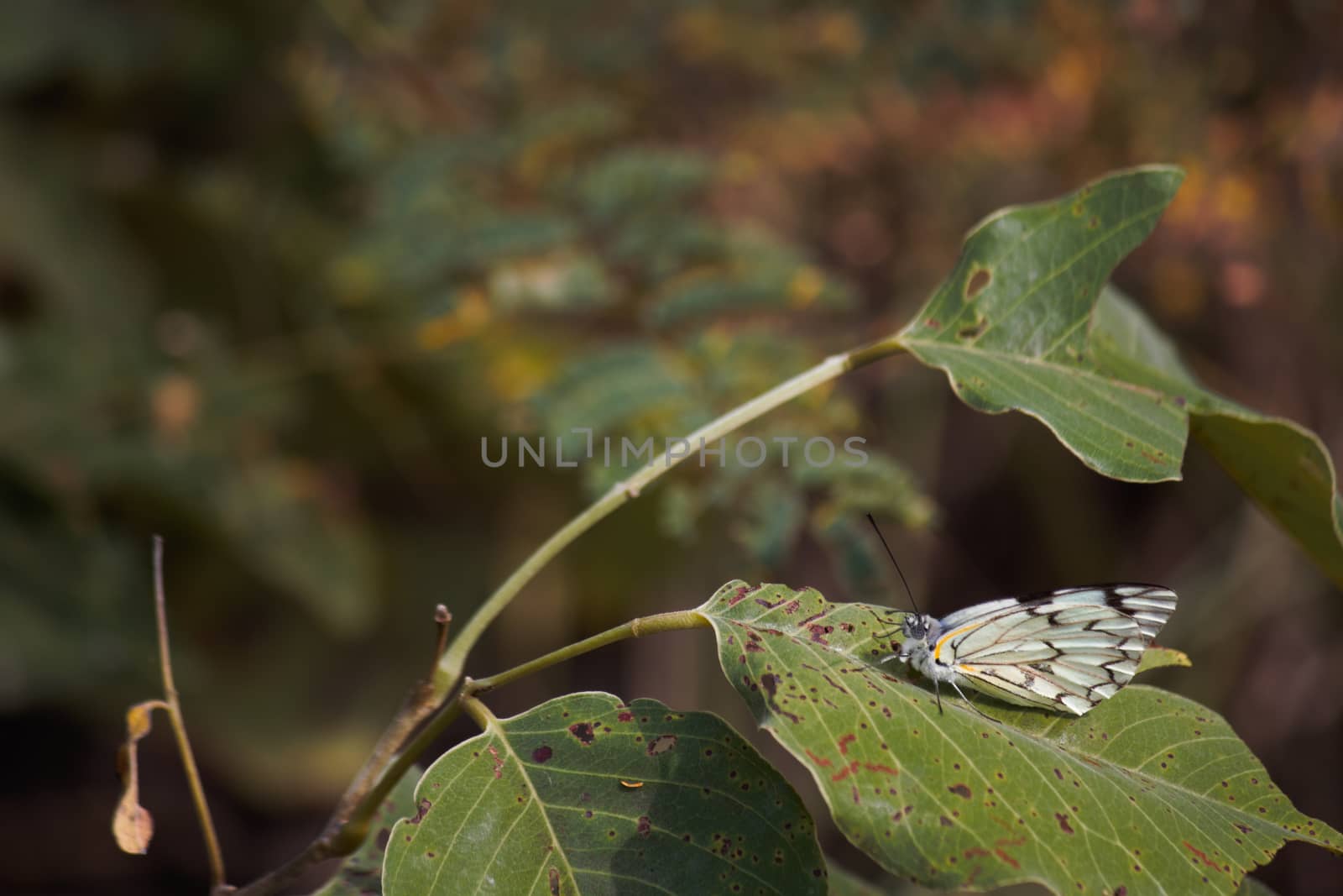 Pioneer White Butterfly On Large Leaf (Belenois aurota) by jjvanginkel