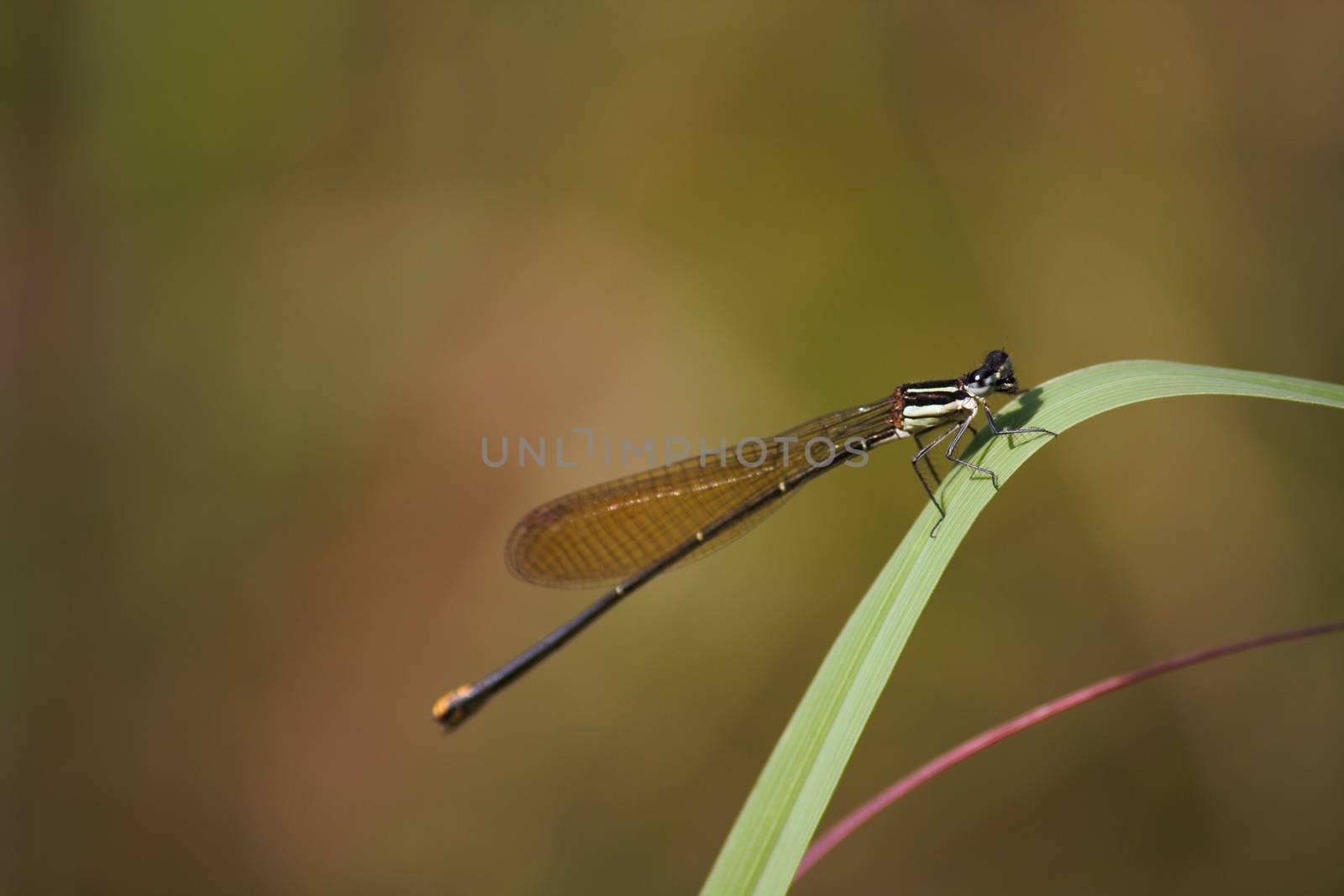 Gold tail Damselfly On Blade Of Grass (Allocnemis leucosticta) by jjvanginkel