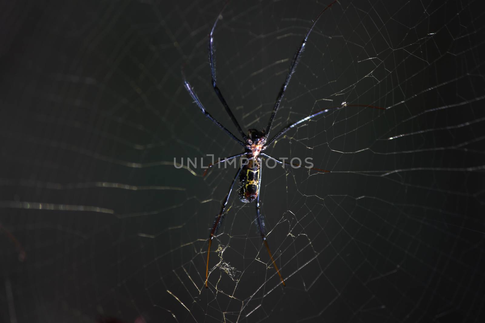 A golden orb weaver spider (Nephila fenestrata) waiting patiently on its web, Limpopo, South Africa