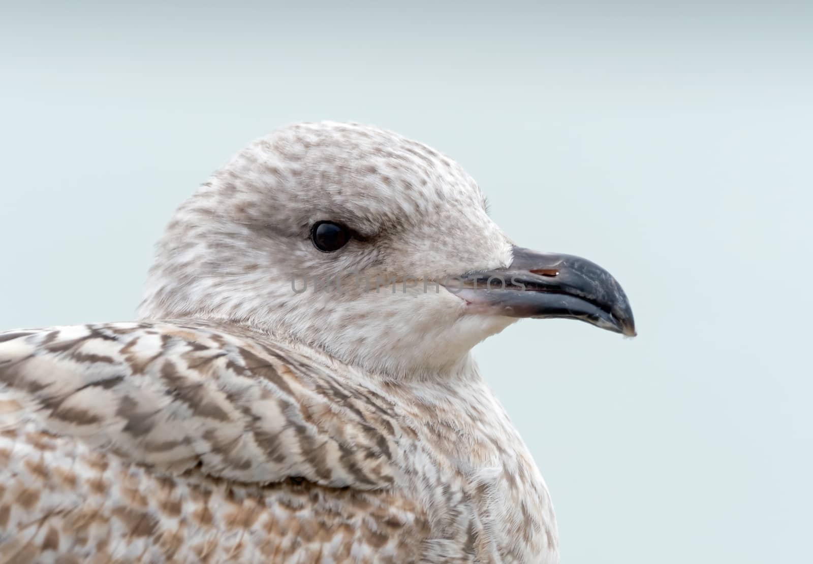 Juvenile Herring Gull head shot with speckled plumage.