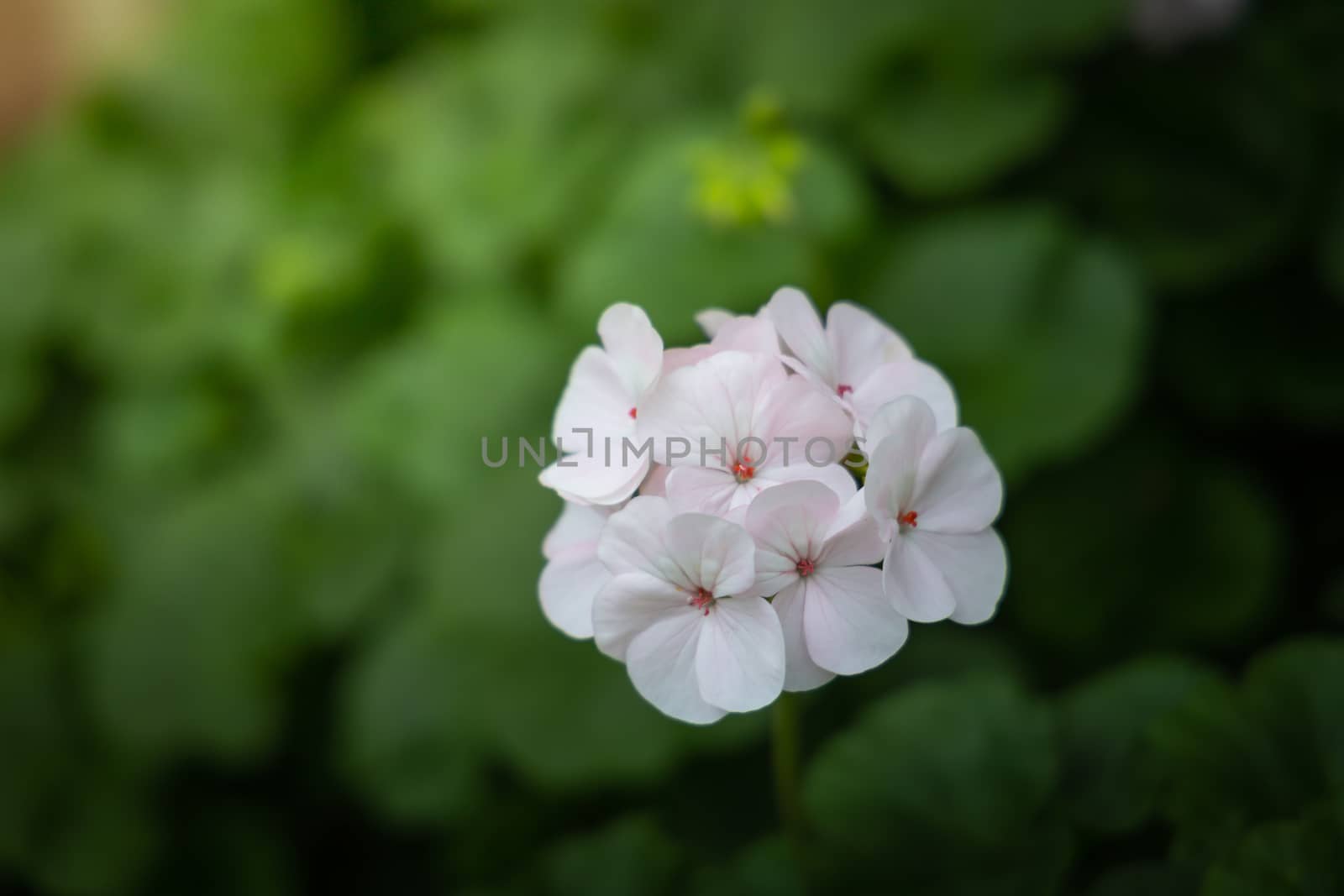 The background image of the colorful flowers, background nature