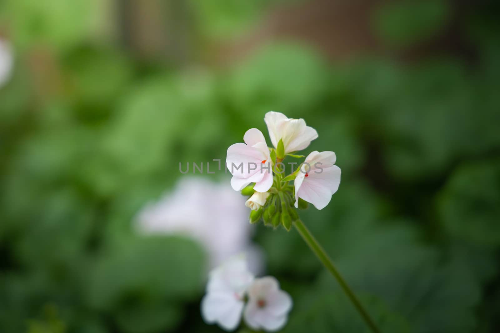 The background image of the colorful flowers by teerawit