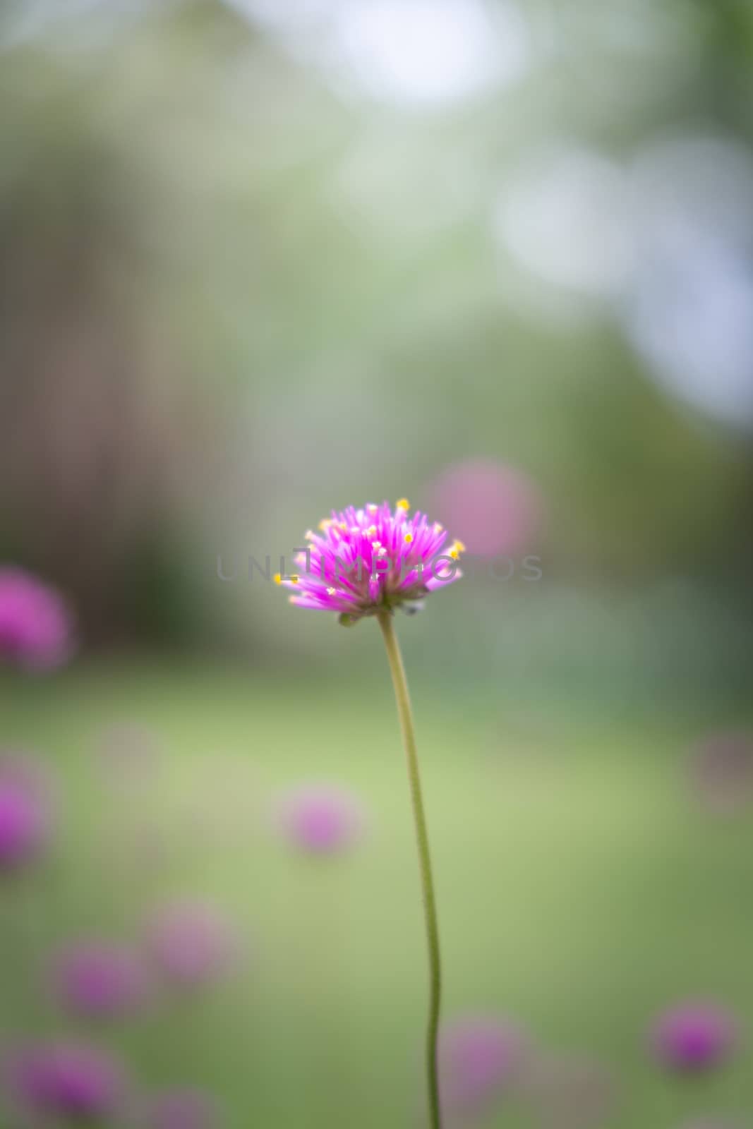 The background image of the colorful flowers by teerawit