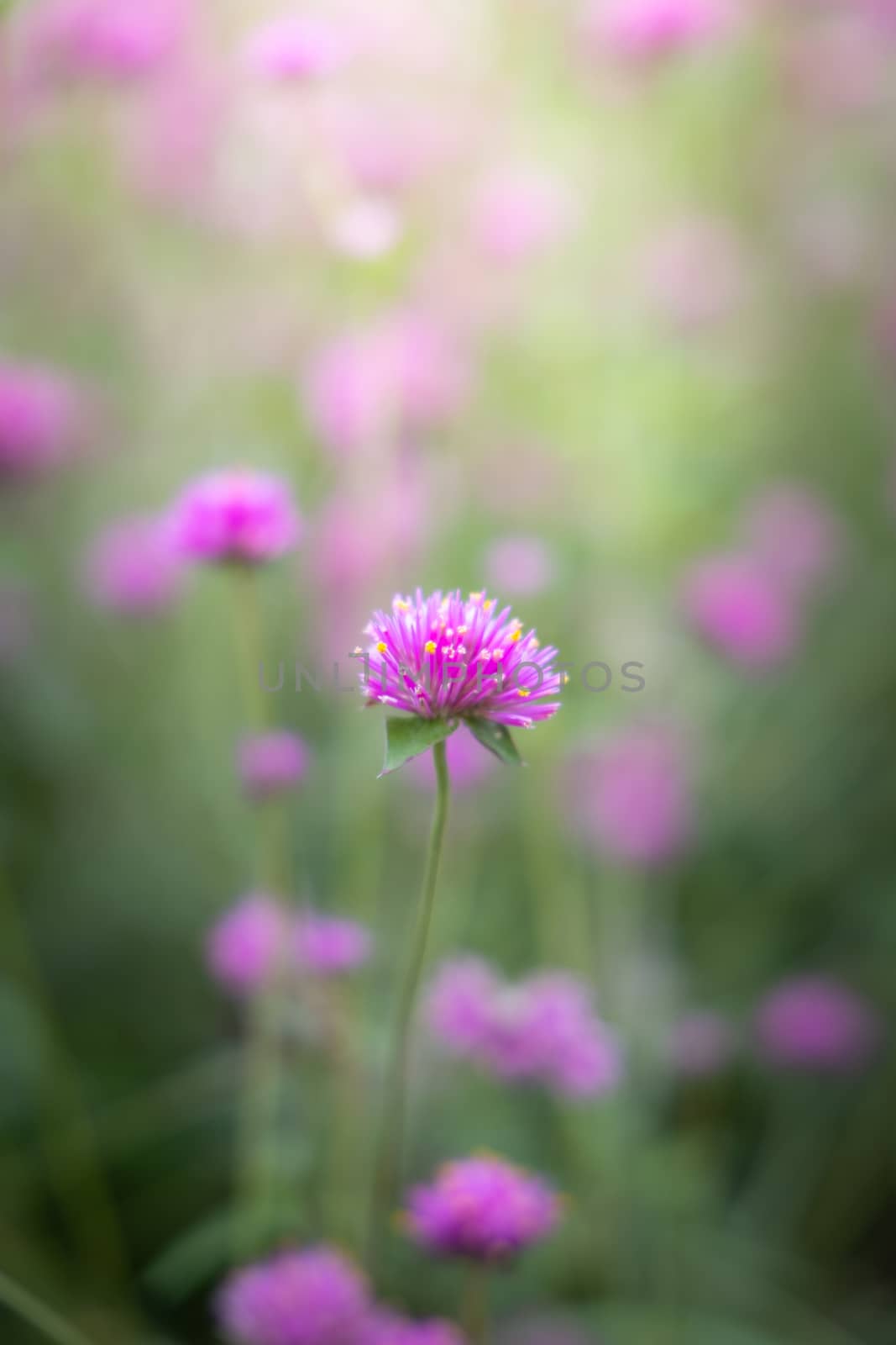 The background image of the colorful flowers by teerawit