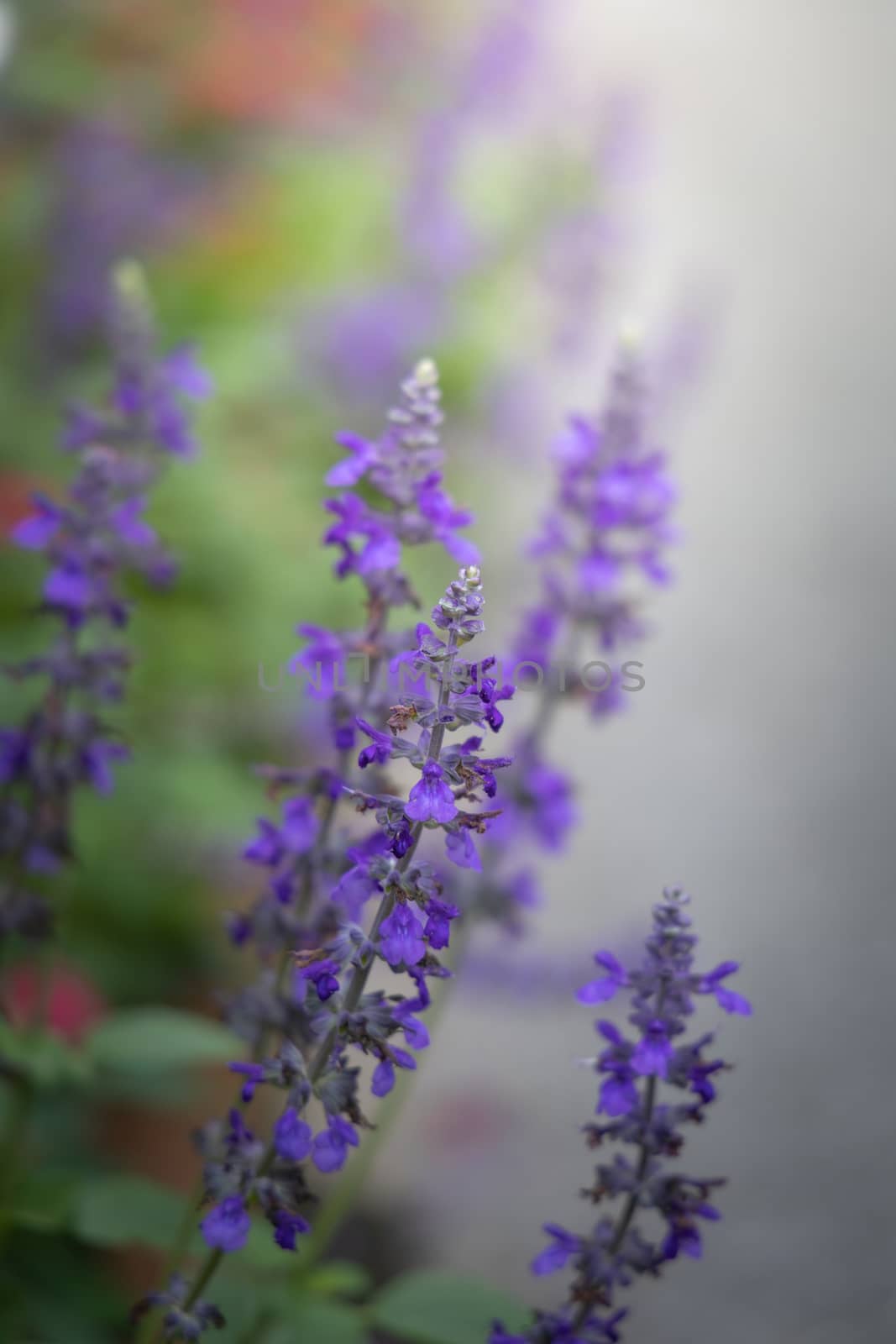 The background image of the colorful flowers by teerawit