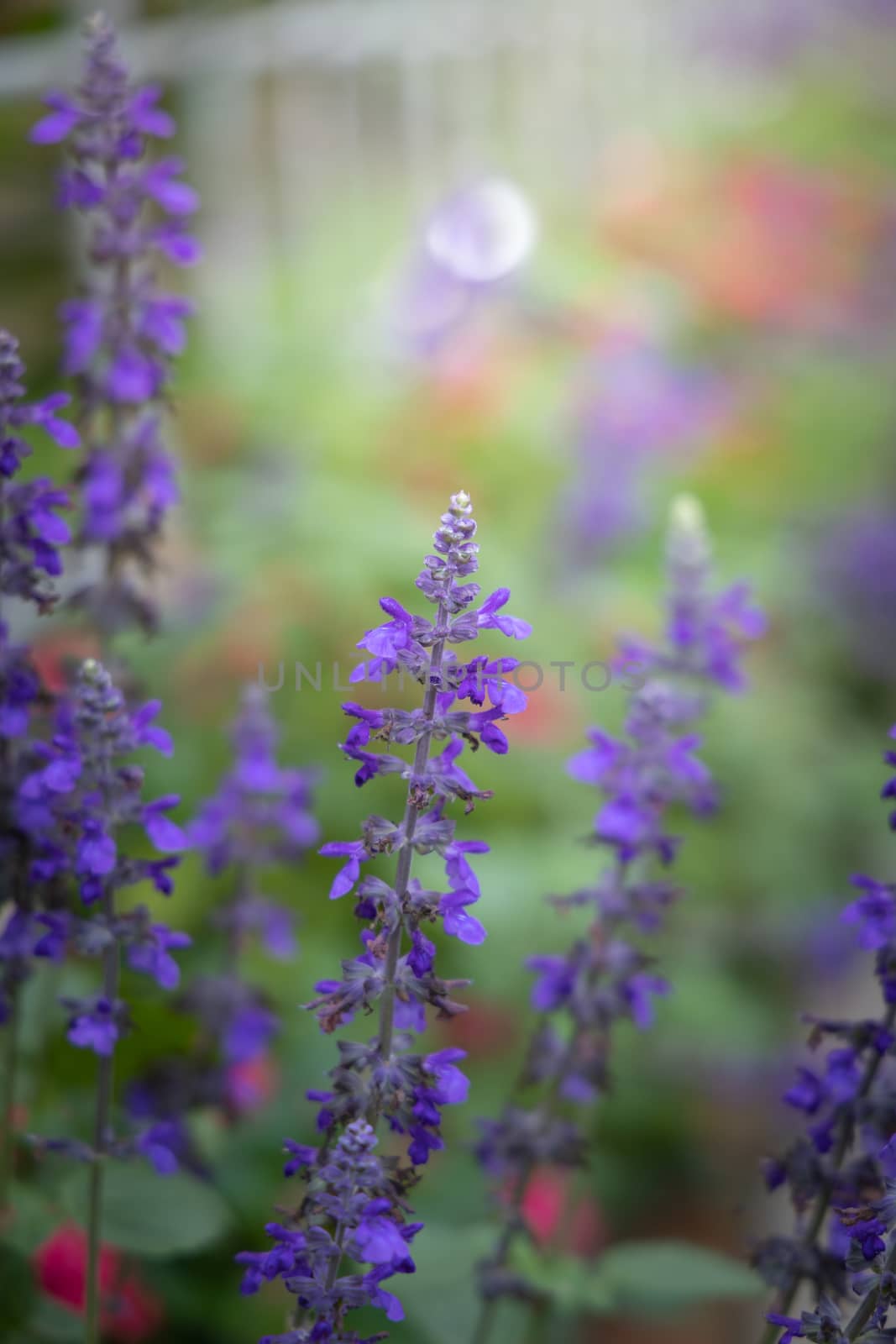 The background image of the colorful flowers, background nature