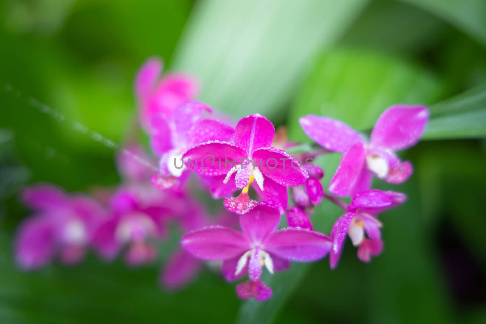 Beautiful blooming orchids in forest, On the bright sunshine