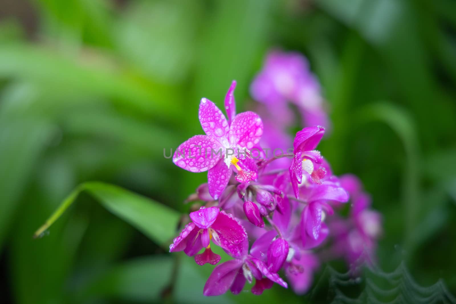 Beautiful blooming orchids in forest, On the bright sunshine