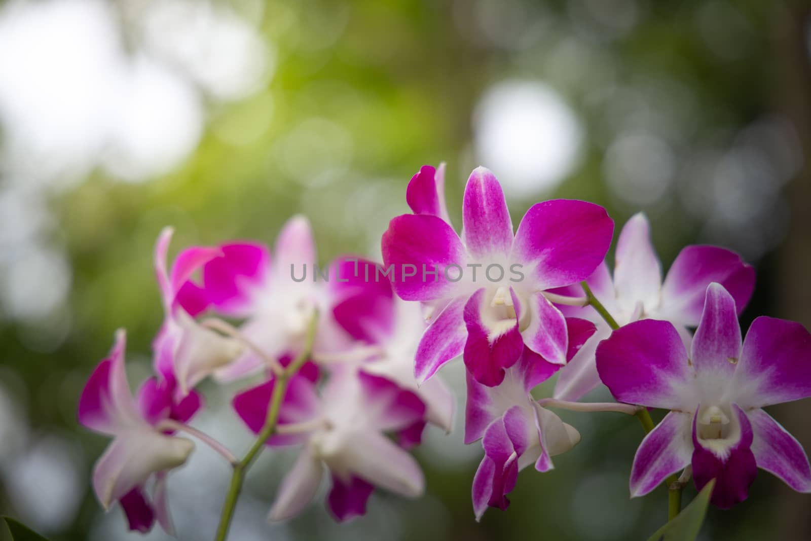 Beautiful blooming orchids in forest, On the bright sunshine