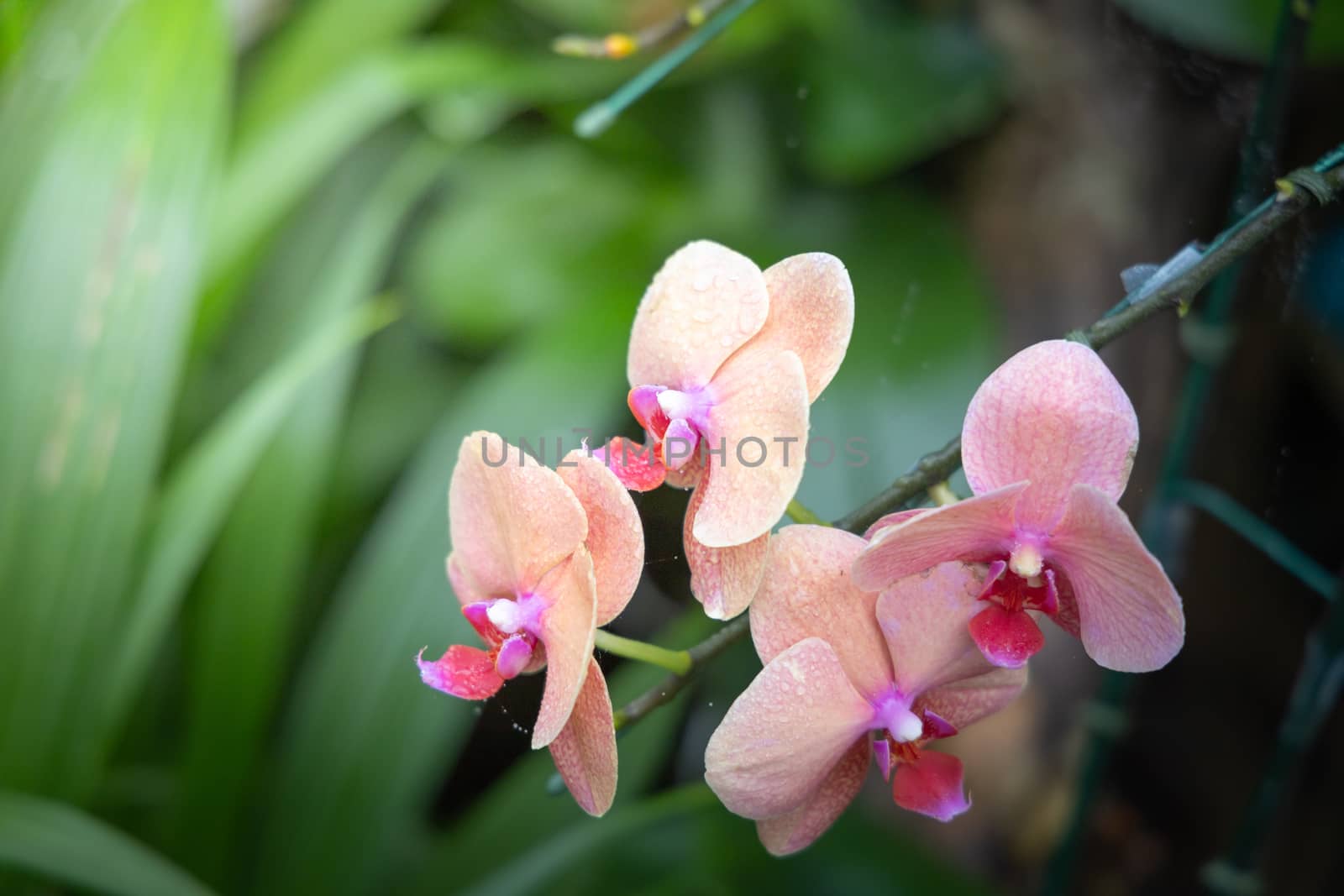 Beautiful blooming orchids in forest, On the bright sunshine