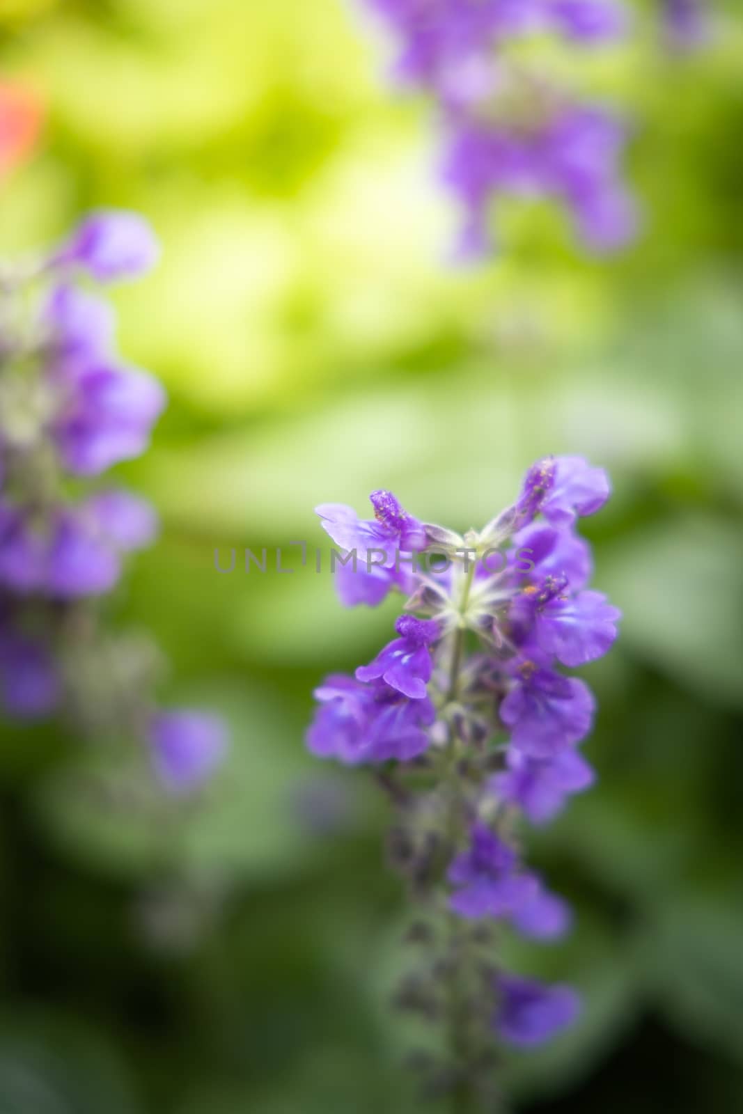 The background image of the colorful flowers, background nature