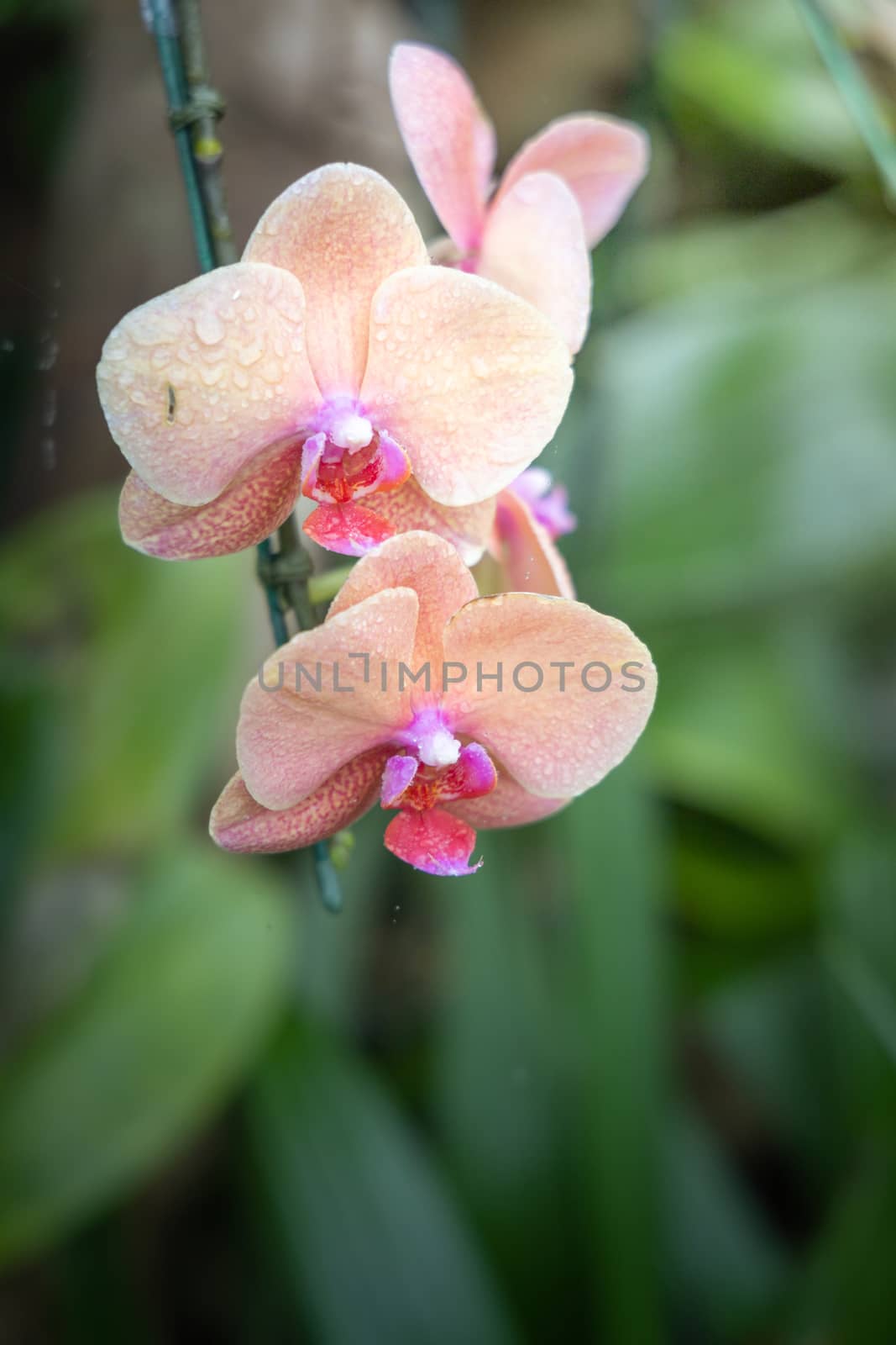 Beautiful blooming orchids in forest, On the bright sunshine