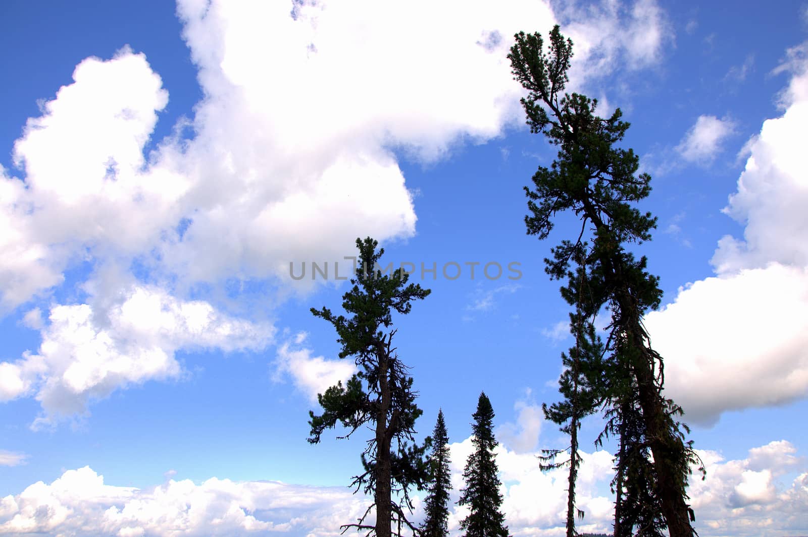 A look at the clouds in the sky through the tops of tall pines. Altai, Siberia, Altai.