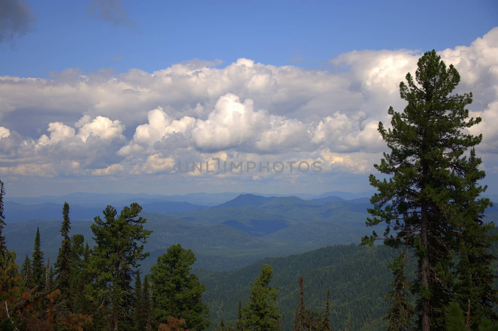 Stunning views of the mountain peaks through tall pine trees. Altai, Siberia, Altai.