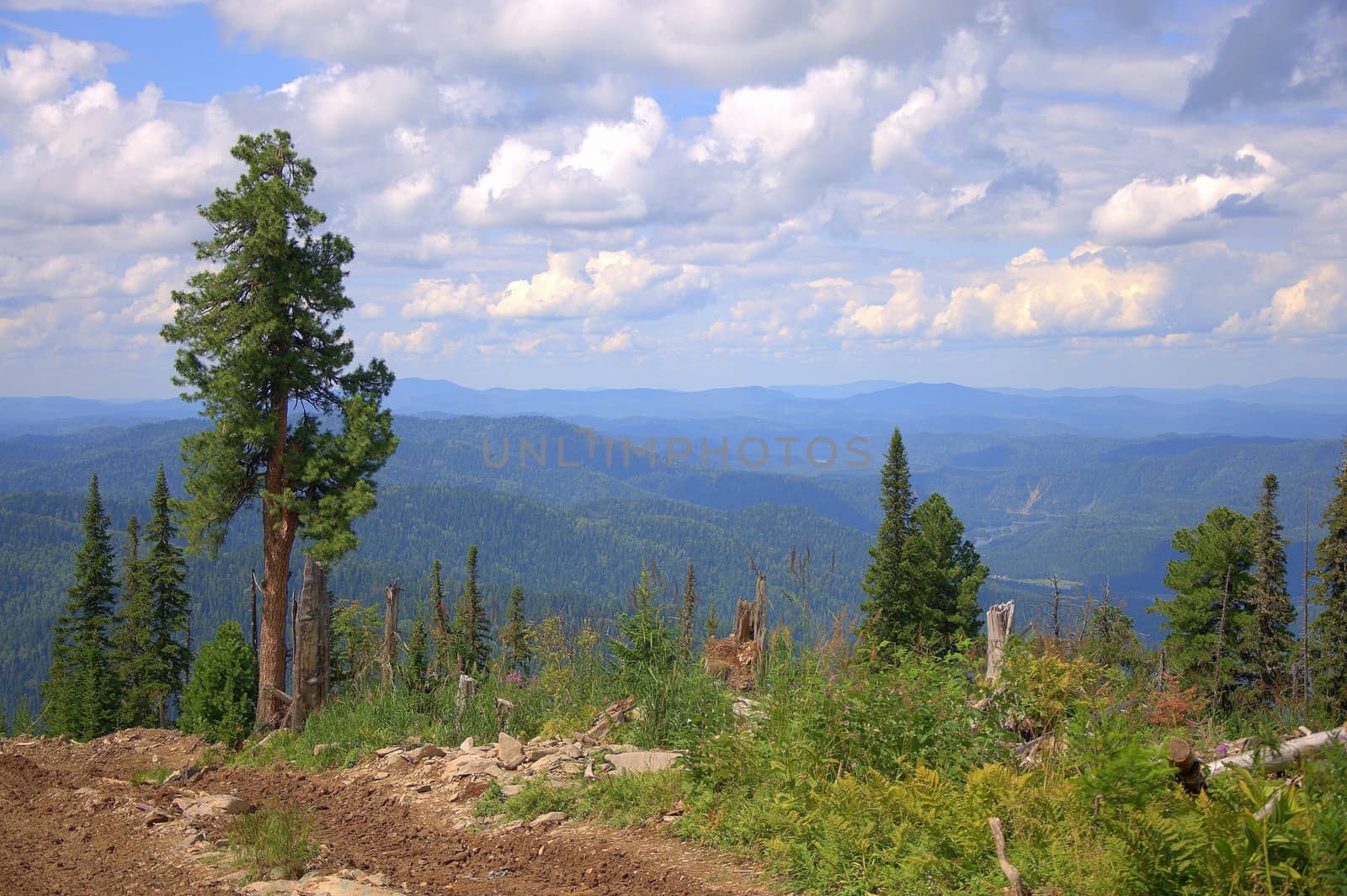 Stunning views of the mountain peaks through tall pine trees. Altai, Siberia, Altai.