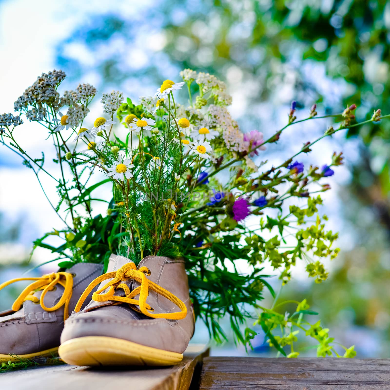 bouquet of wild flowers with a predominance of chamomile in men's or women's shoes