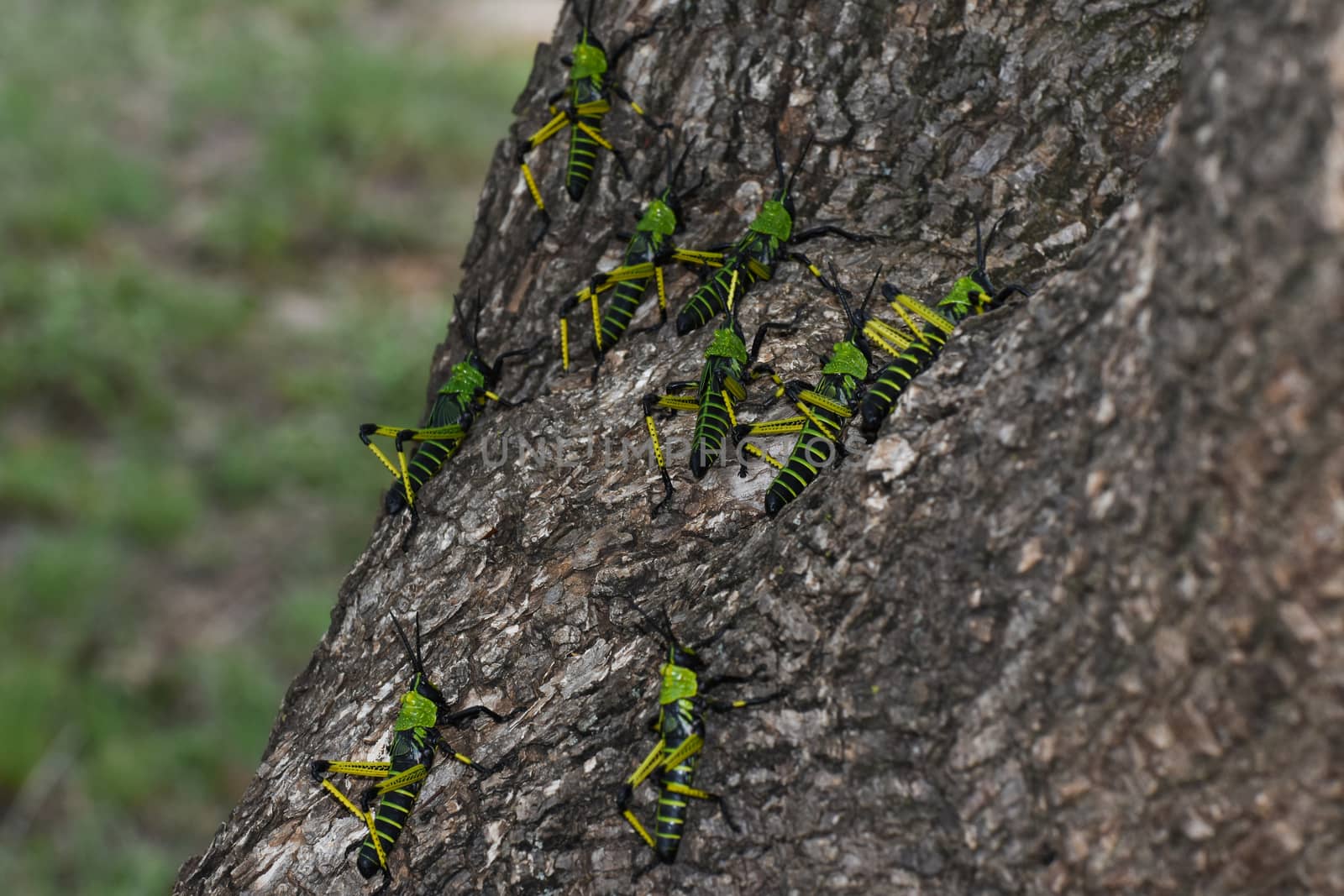 Green Milkweed Locust Swarm Scaling A Tree (Phymateus leprosus) by jjvanginkel