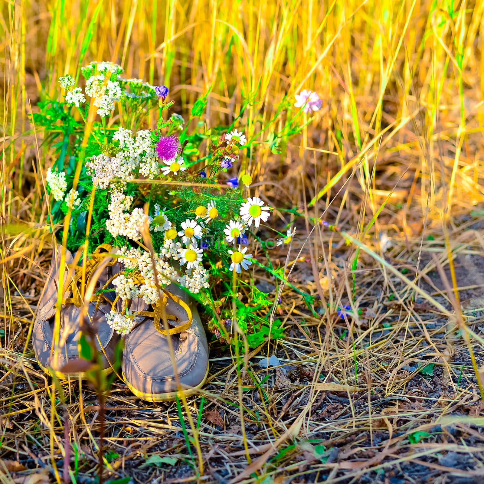 bouquet of wild flowers with a predominance of chamomile in men's or women's shoes